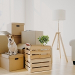 Small white and brown dog sitting on top of an unpacked box in a bright living room beside other unpacked boxes and crate.